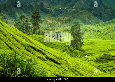 Teeplantagen in den Cameron highlands Stockfoto