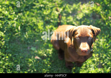Ein Labrador mit seinen schönen Augen starrte in die Kamera zu posieren. Stockfoto