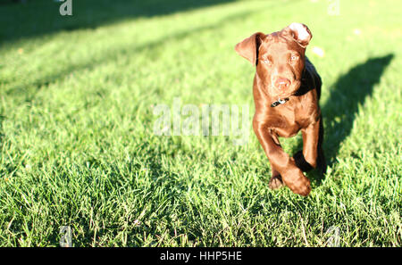Ein Schoko Labradorwelpe in einem Feld. Stockfoto