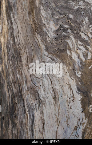 Abstrakte tot Apfel Baumstamm Rinde Wirbelmuster mit Toten Holz und Holzwerkstoffe Getreide Wirbel und Holzwurm Löcher. Stockfoto