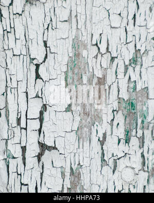 Dicke weiße Schale geknackt Farbe mit grünen Unterseite.  Auf einem alten Nebengebäude auf einem Bauernhof. Stockfoto