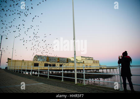 Aberystwyth Wales UK, Freitag, 20. Januar 2017 UK Wetter: Anfangs Licht an einem kalten Januar Morgen knusprig, scharf Vogelbeobachter Fotos die Tausende von winzigen Stare brach aus ihrer Übernachtung Quartier unter Aberystwyth Pier zurück zu ihren Futterplätzen in die Felder und Sümpfe in Ceredigion im Wales, UK obwohl scheinbar reichlich in Aberystwyth, die Vögel sind in der Royal Society für die Schutz des Vogels "Rote Liste" der Risiko-Arten , mit ihren Nummern über die UK sinkt um über 60 %, seit den 1970er Jahren-Credit Foto: Keith Morris/Alamy Live News Stockfoto