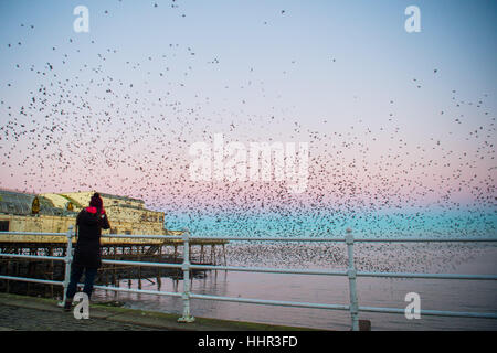 Aberystwyth Wales UK, Freitag, 20. Januar 2017 UK Wetter: Anfangs Licht an einem kalten Januar Morgen knusprig, scharf Vogelbeobachter Fotos die Tausende von winzigen Stare brach aus ihrer Übernachtung Quartier unter Aberystwyth Pier zurück zu ihren Futterplätzen in die Felder und Sümpfe in Ceredigion im Wales, UK obwohl scheinbar reichlich in Aberystwyth, die Vögel sind in der Royal Society für die Schutz des Vogels "Rote Liste" der Risiko-Arten , mit ihren Nummern über die UK sinkt um über 60 %, seit den 1970er Jahren-Credit Foto: Keith Morris/Alamy Live News Stockfoto