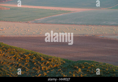 Maiden Castle in der Nähe von Dorchester, Dorset, UK. 20. Januar 2017. Knackig bunte Sonnenaufgang Madien Schloss mit Schafbeweidung einem nahe gelegenen Feld. © Dan Tucker/Alamy Live-Nachrichten Stockfoto