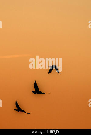 Düsseldorf, Deutschland. 20. Januar 2017. Tauben fliegen durch den Himmel kurz vor Sonnenaufgang in Düsseldorf, Deutschland, 20. Januar 2017. Foto: Federico Gambarini/Dpa/Alamy Live News Stockfoto