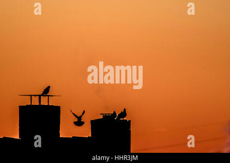 Düsseldorf, Deutschland. 20. Januar 2017. Tauben sitzen auf einem Schornstein kurz vor Sonnenaufgang in Düsseldorf, Deutschland, 20. Januar 2017. Foto: Federico Gambarini/Dpa/Alamy Live News Stockfoto