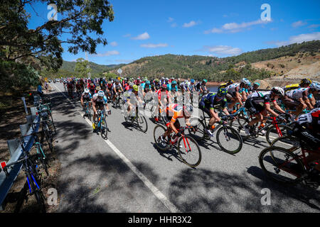 Adelaide, Australien. 20. Januar 2017. BUPA 4.Etappe Norwood, Campbelltown, Santos Tour Down Under, 20. Januar 2017. Richie Porte (Aus) von BMC Racing Team in den Führern Ocker Jersey in das Hauptfeld Schlucht unterwegs. Bildnachweis: Peter Mundy/Alamy Live-Nachrichten Stockfoto