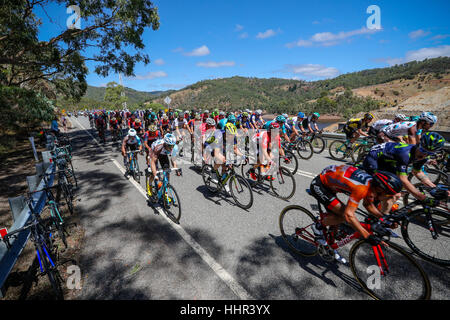 Adelaide, Australien. 20. Januar 2017. BUPA 4.Etappe Norwood, Campbelltown, Santos Tour Down Under, 20. Januar 2017.  Richie Porte (Aus) von BMC Racing Team in den Führern Ocker Jersey in das Hauptfeld Schlucht unterwegs. Bildnachweis: Peter Mundy/Alamy Live-Nachrichten Stockfoto