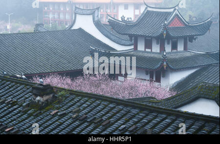 Fuzhou, Fujian Provinz. 20. Januar 2017. Pflaumenblüten sind bei Linyang Tempel in Fuzhou, Hauptstadt der Südosten Chinas Provinz Fujian, 20. Januar 2017 sehen. Bildnachweis: Song Weiwei/Xinhua/Alamy Live-Nachrichten Stockfoto