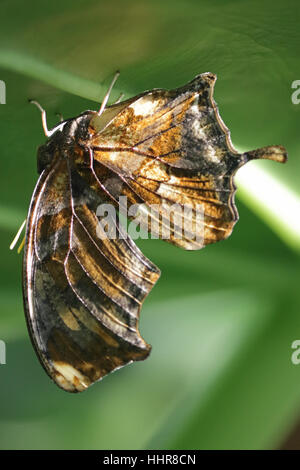 Tiger Leafwing Schmetterling Consul Fabius mit seiner Flügel geschlossen im Tropenhaus in Wisley Gardens in Surrey. Stockfoto