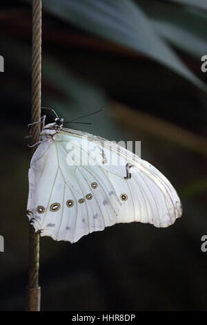 Wisley, Surrey, UK. 20. Januar 2017. Tropischen weißen geflügelten Schmetterling ruht in der Hitze des Tropenhaus in Wisley Gardens in Surrey. Stockfoto