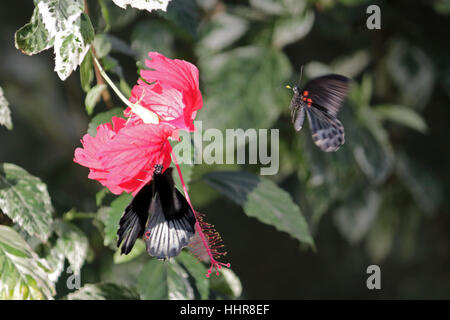 Wisley, Surrey, UK. 20. Januar 2017. Exotische Schmetterlinge auf tropische Pflanze in der Hitze des Glashauses in Wisley Gardens in Surrey. Stockfoto