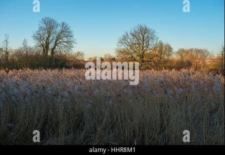 Morden Hall Park, London, UK. 20. Januar 2017. Abendsonne Färbung Schilfflächen im Feuchtgebiet am Südpark Londoner Vorort bei frostigen Temperaturen. Malcolm Park © Redaktion/Alamy Live-Nachrichten. Stockfoto