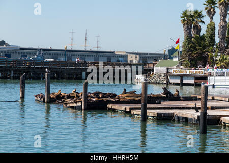 Menschen beobachten Seelöwen am Pier 39, bekannte Touristenattraktion in San Francisco, Kalifornien Stockfoto