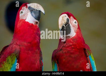 Scarlet macaw Vögel bringen den Hals zusammen in einem gesonderten Behavioral trait in einem Vogelschutzgebiet in Indien. Stockfoto