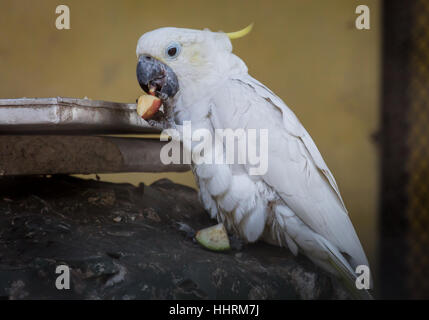 White cockatoo Papagei Obst essen in seinen Käfig zu einem Vogelschutzgebiet in Indien. Stockfoto