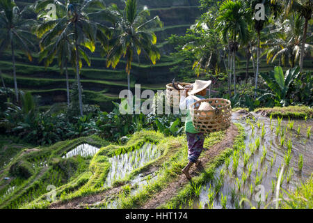 balinesische Reis Feldarbeiter inmitten der Reisfelder in Ubud, Bali, Indonesien Stockfoto