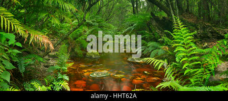 Red River durch üppigen Regenwald in der Garden Route National Park in Südafrika. Stockfoto