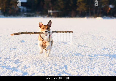 Hund spielen mit großen Knüppel auf dem Eis der Bucht im schönen Tag Stockfoto