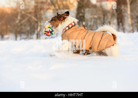 Hund mit warmen Outfit Spaß im kalten Schneewehe Stockfoto