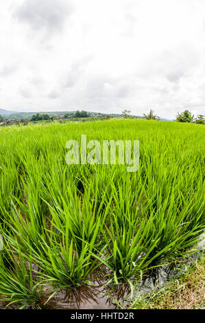 Blick auf die Reisterrassen, Jatiluwih Reis Terrasse, Bali, Indonesien Stockfoto