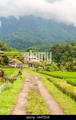 Blick auf die Reisterrassen, Jatiluwih Reis Terrasse, Bali, Indonesien Stockfoto