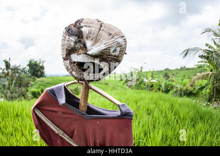 Vogelscheuche inmitten eines Reisfeldes, Jatiluwih Reis Terrasse, Bali, Indonesien Stockfoto