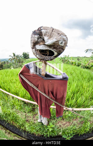 Vogelscheuche inmitten eines Reisfeldes, Jatiluwih Reis Terrasse, Bali, Indonesien Stockfoto