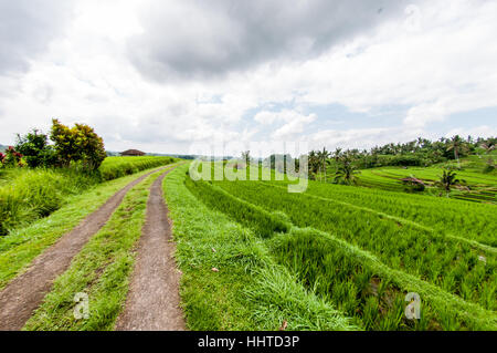 Blick auf die Reisterrassen, Jatiluwih Reis Terrasse, Bali, Indonesien Stockfoto