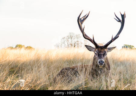 Rothirsch in Richmond Park, London Stockfoto