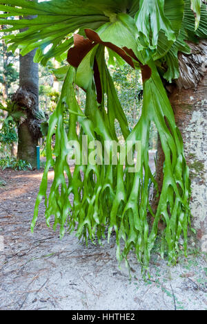 Seltsame Vegetation, Fraser Island, Australien Stockfoto