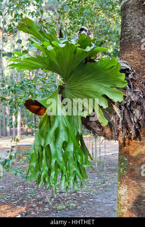 Seltsame Vegetation, Fraser Island, Australien Stockfoto