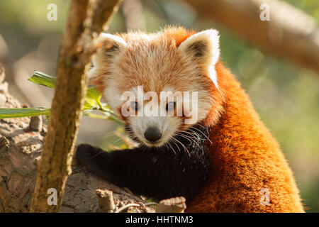 Chinesisch oder Himalaya Red Panda lateinischen Namen Ailurus Fulgens, auch bekannt als der kleinere Panda oder rote Bearcat heimisch in den gemäßigten Wäldern des Hi Stockfoto