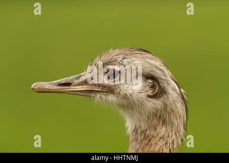 Größere Rhea lateinischen Namen Rhea Americana ein großer flugunfähiger Vogel aus Südamerika, die ähnlich wie die WWU oder Strauß weibliche Seite Kopf Profil gegen ein def Stockfoto