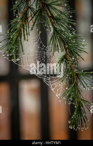 Morgens Tautropfen auf einem Spinnennetz auf einem Tannenzweig Stockfoto