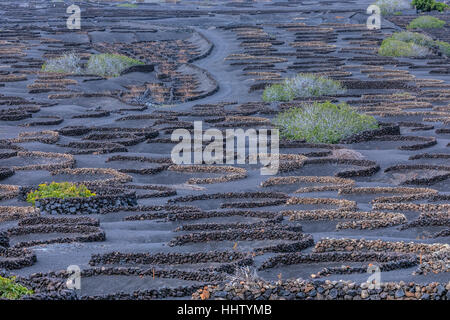 Weingut, La Geria, Lanzarote, Kanarische Inseln, Spanien Stockfoto