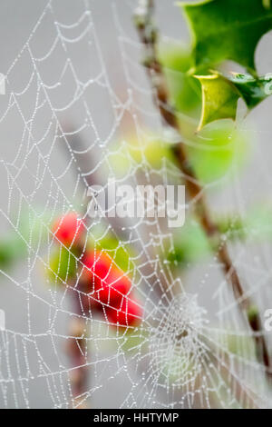 Morgens Tautropfen auf einem Spinnennetz Stockfoto