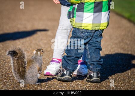 Hungrige Eichhörnchen im Regents Park in London Waitintg für Erdnüsse von Kindern geworfen Stockfoto