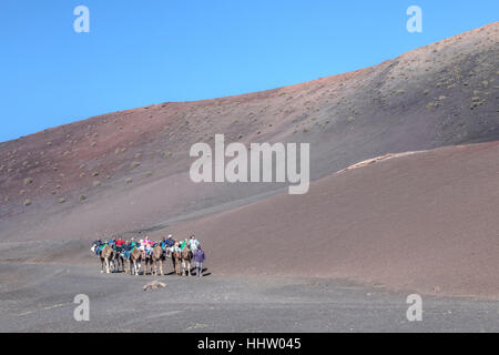 Kamelritt in den Nationalpark Timanfaya, Montanas del Fuego, Yaiza, Lanzarote, Kanarische Inseln, Spanien Stockfoto