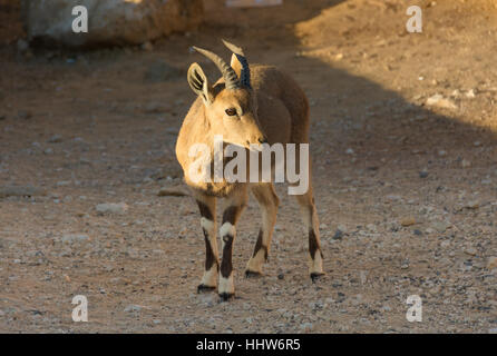 Nubische Steinböcke Wildziege bei Sonnenaufgang an Ramon Crater in der Negev-Wüste Israels Stockfoto