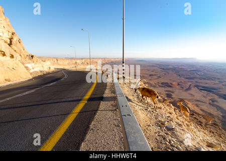 Kurvenreiche Bergstrasse Wüste, Ramon Crater und Steinböcke in der Negev-Wüste in Israel Stockfoto