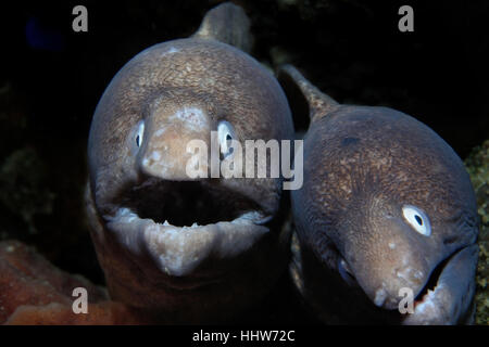 Paar weiße Augen Muränen ist aus einem Burrow, Puerto Galera, Philippinen Rohrleitungen. Stockfoto