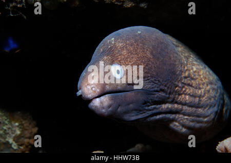 White eyed Muräne, die Aale aus einem Burrow, Puerto Galera, Philippinen Rohrleitungen ist Stockfoto