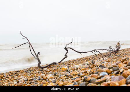 Dungeness, Kent, UK. Filiale gegen rauschenden Wellen am Strand angespült. Stockfoto