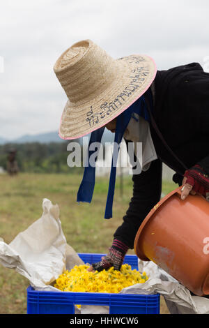 Chiang Mai, Thailand - 28. November 2016: Unbekannter Bauer Ernte Chrysanthemenblüte zur Herstellung von Tee in Maejo Bauernhof in Chiang Mai, Thailand Stockfoto