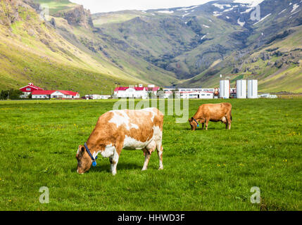 Braun Holstein Kuh grasen auf der Weide in Island mit Milchviehbetrieb im Hintergrund Stockfoto