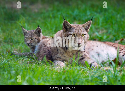Luchs (Lynx Lynx) Familie, Mutter mit jungen in der Wiese, in Gefangenschaft, Bayern, Deutschland Stockfoto
