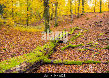 Toten Buche (Fagus Sylvatica) Baum im Moos bedeckt, Totholz, Nationalpark Kellerwald-Edersee, Hessen, Deutschland Stockfoto