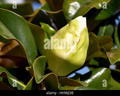 Magnolien zu öffnen Stockfoto