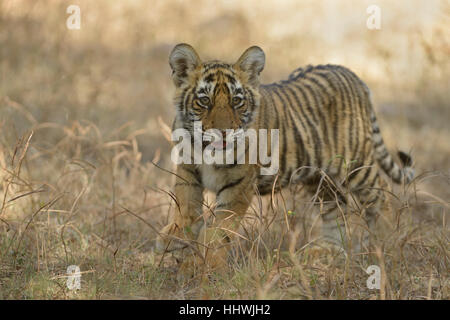 Bengal-Tiger (Panthera Tigris Tigris), Jungtier in Trockenrasen, Ranthambhore National Park, Rajasthan, Indien Stockfoto